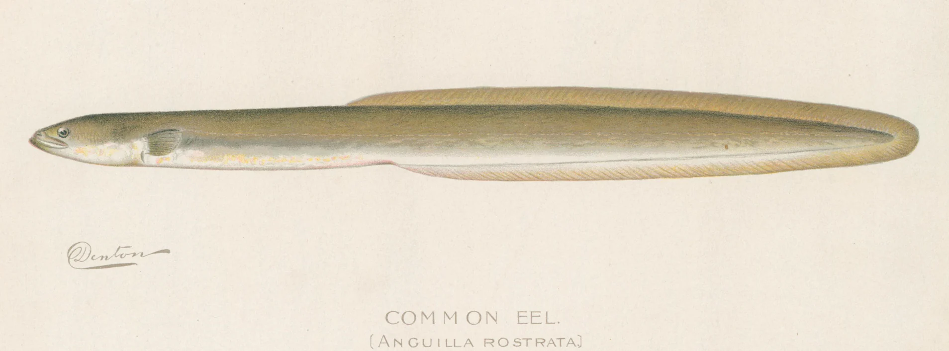 American Eel
