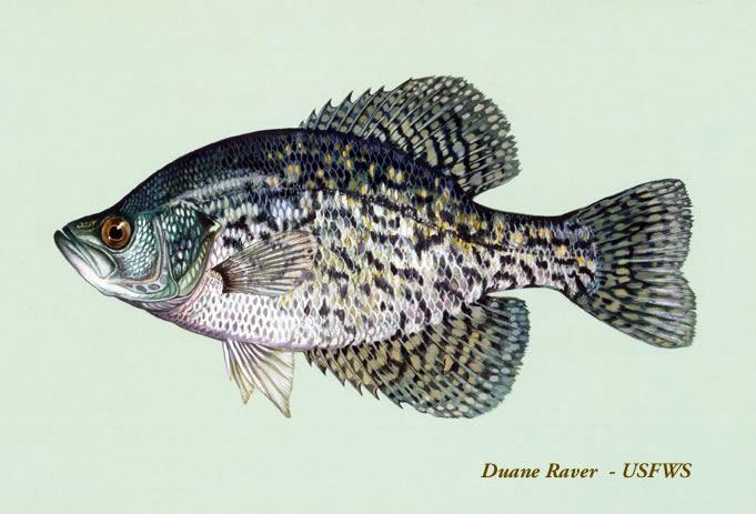 Black Crappie
