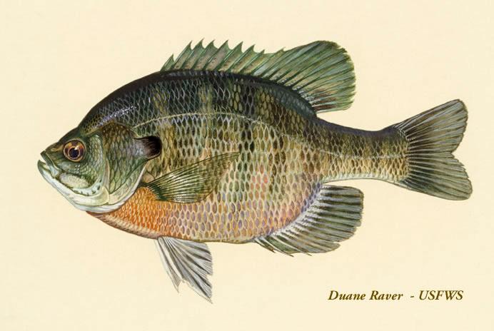 Bluegill