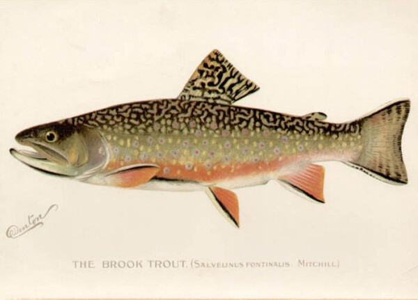 Brook Trout