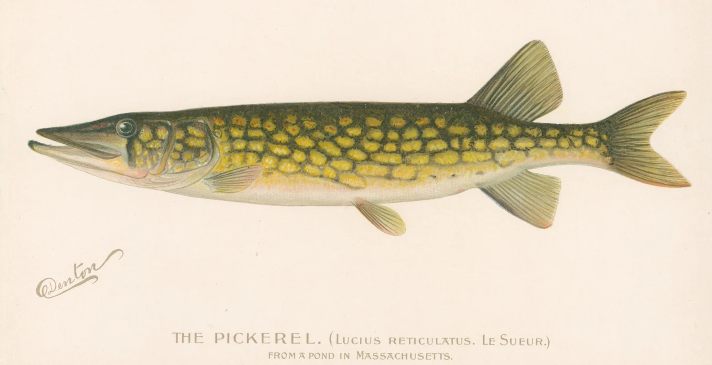 Chain Pickerel