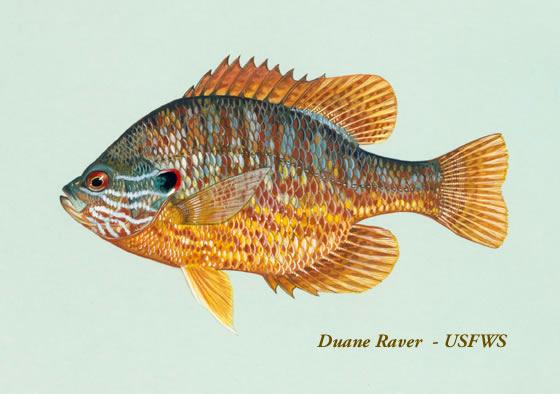 Pumpkinseed