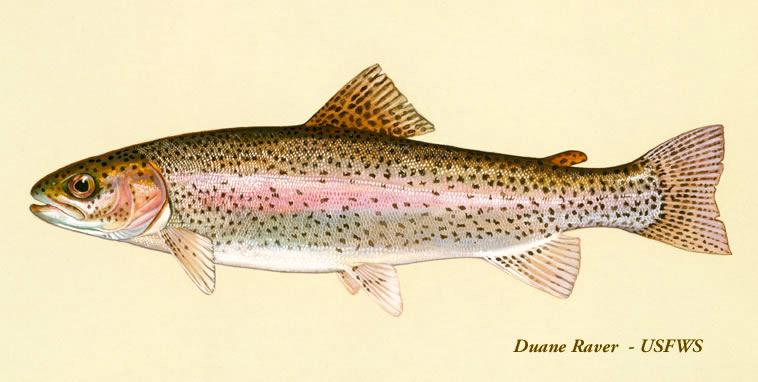 Rainbow Trout