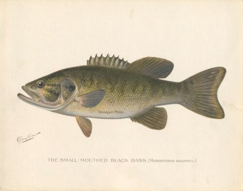 Smallmouth Bass