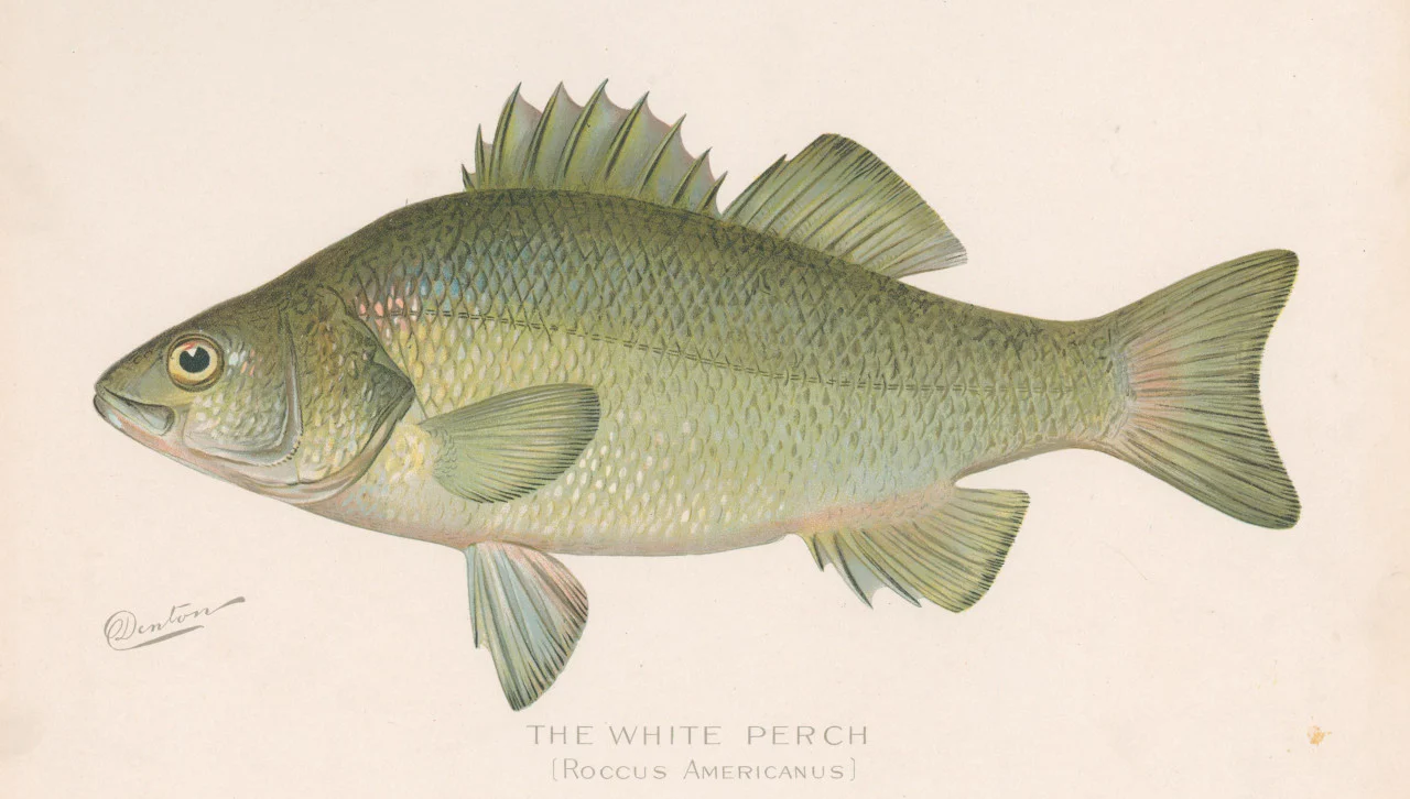 White Perch