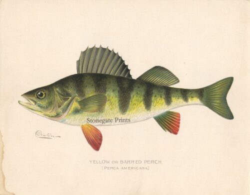 Yellow Perch